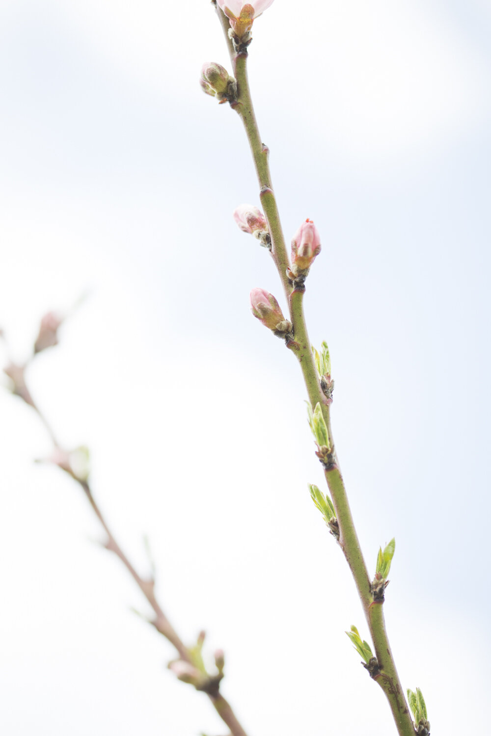 cherry-blossom-photography-niagara-on-the-lake-photographer-wedding-photographer-nature-photography-spring-2.jpg