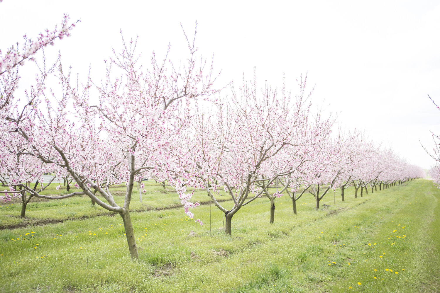cherry-blossom-photography-niagara-on-the-lake-photographer-wedding-photographer-nature-photography-spring-3.jpg