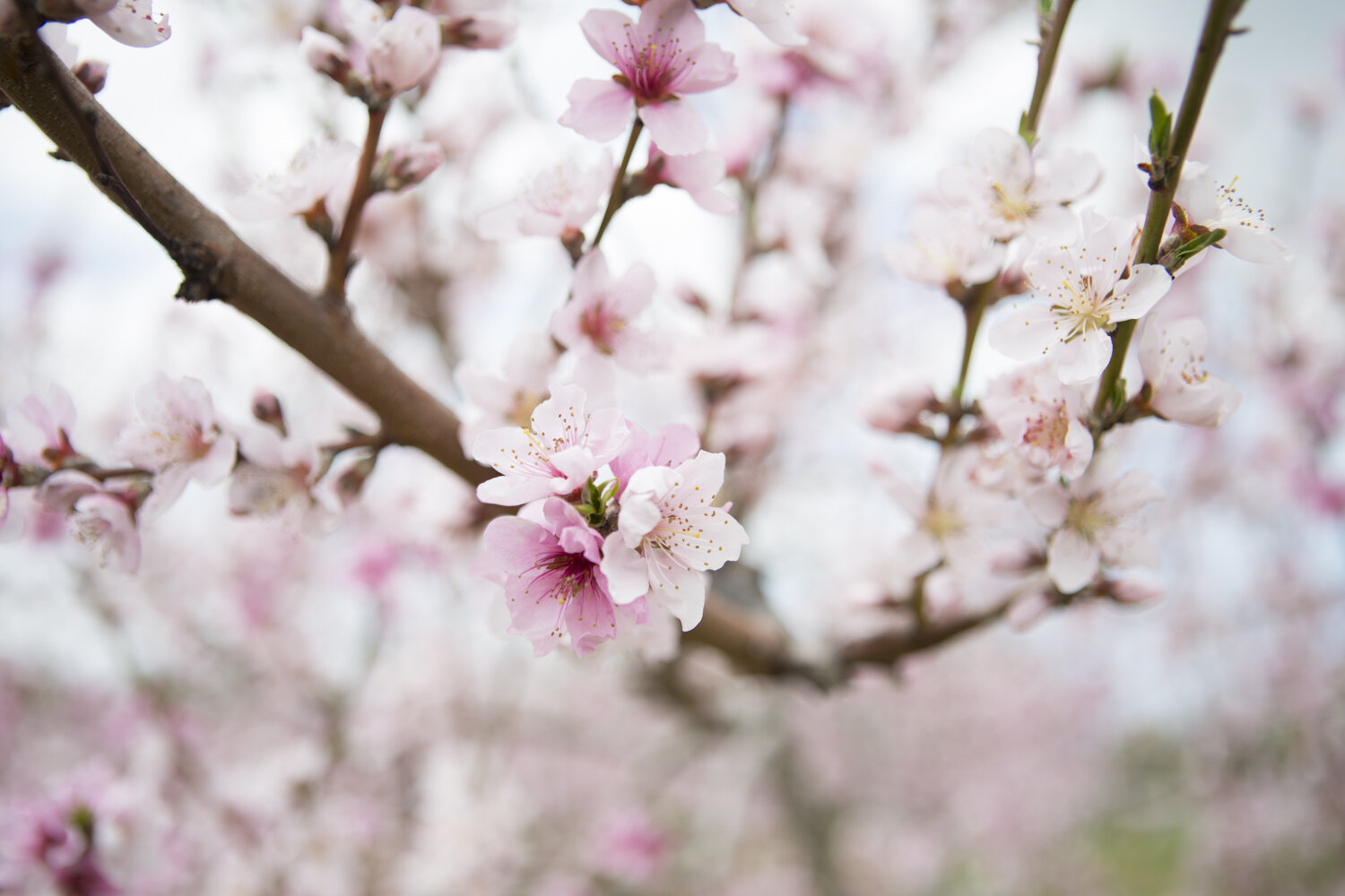 cherry-blossom-photography-niagara-on-the-lake-photographer-wedding-photographer-nature-photography-spring-5.jpg