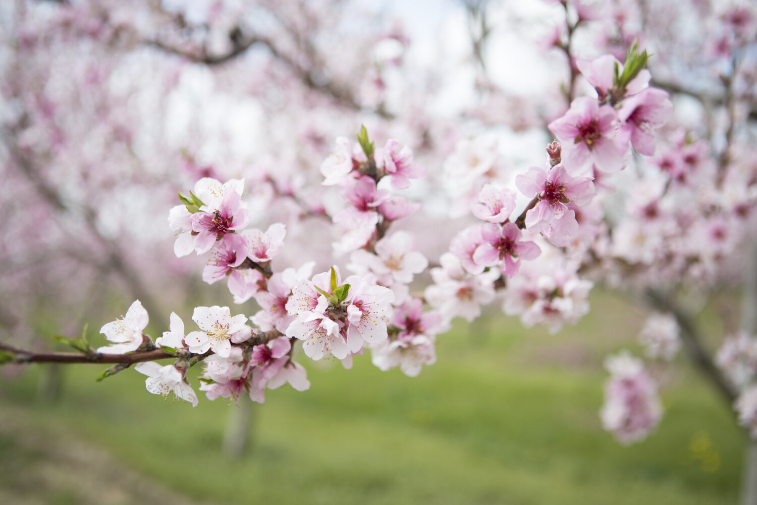 cherry-blossom-photography-niagara-on-the-lake-photographer-wedding-photographer-nature-photography-spring-6.jpg