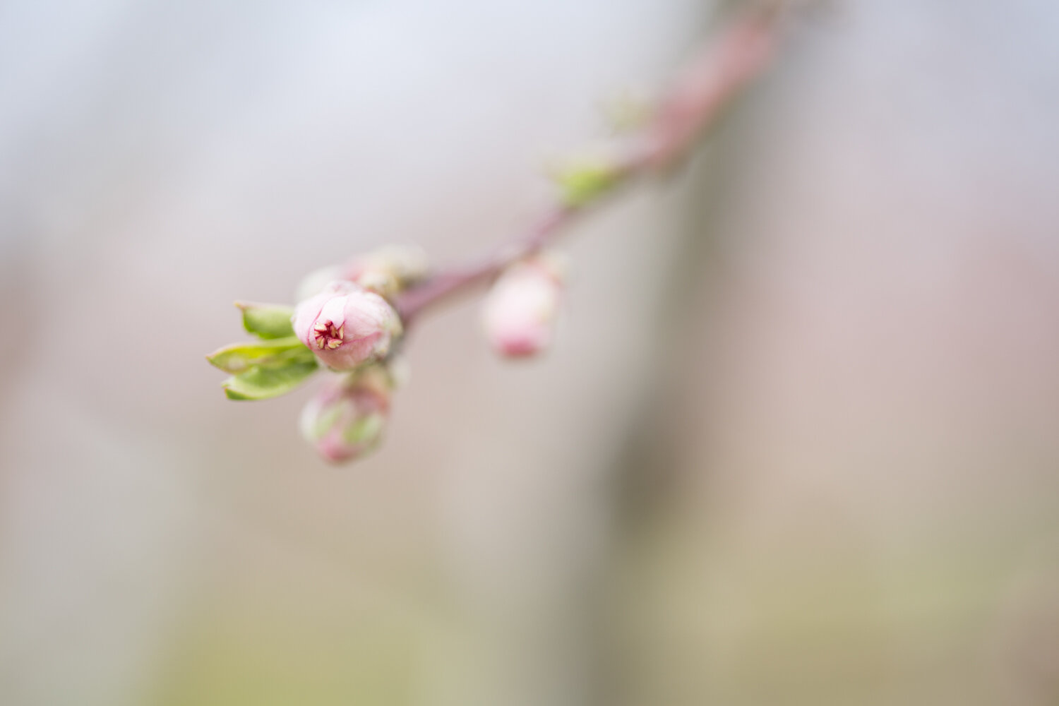 cherry-blossom-photography-niagara-on-the-lake-photographer-wedding-photographer-nature-photography-spring.jpg