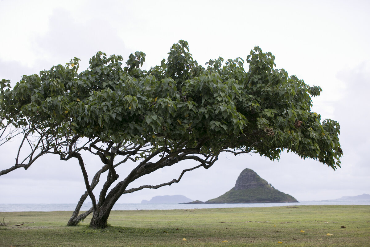 Oahu-Hawaii-Wedding-Photographers-Destination-Wedding-Photographers-photo-by-Philosophy-Studios-0001.JPG