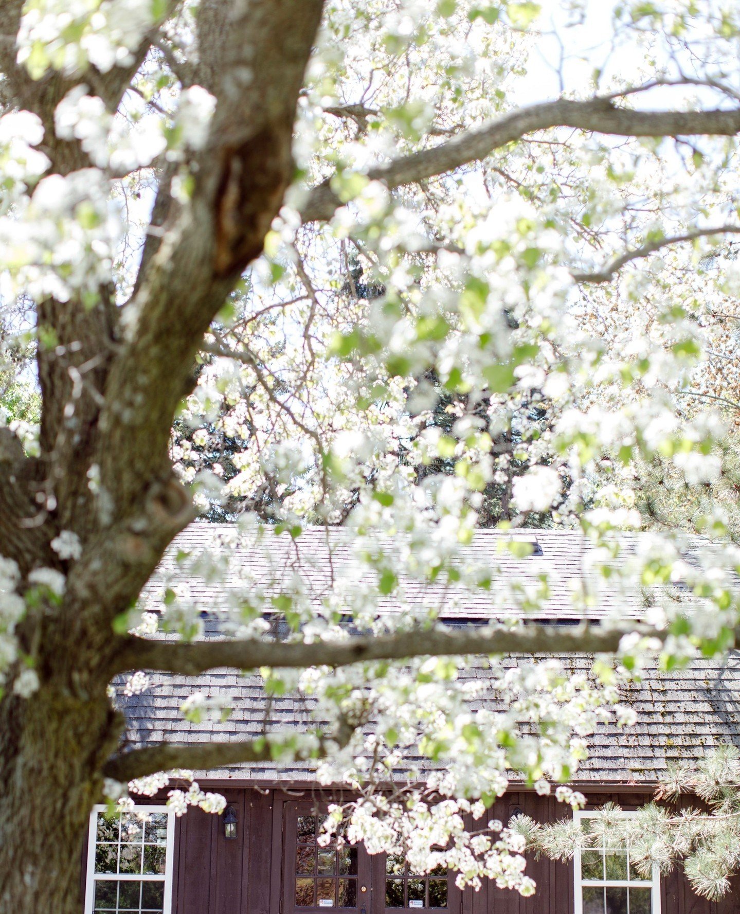 &quot;Blossom by blossom, the spring begins.&quot; &mdash; Algernon Charles Swinburne⁠
⁠
&bull;&bull;&bull;&bull;⁣⁠
#philosophystudios⁣⁠
#edp⁣⁠
#niagaraphotographer⁣⁠
#destinationweddings⁣⁠
#weddingphotographer⁣⁠
#lifestylephotographer⁣⁠
#engagementp