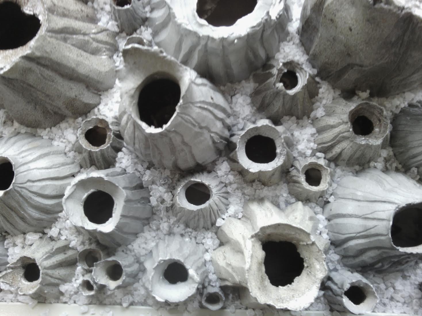 Barnacles 2014
