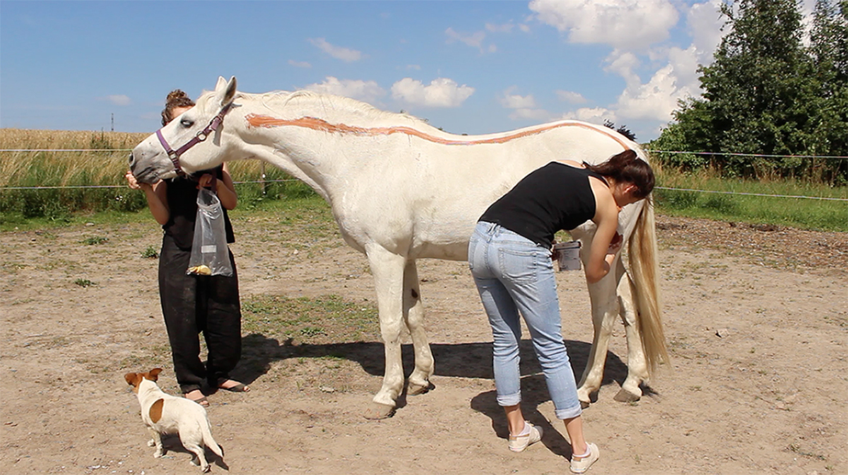 Outlining the Horse 2016
