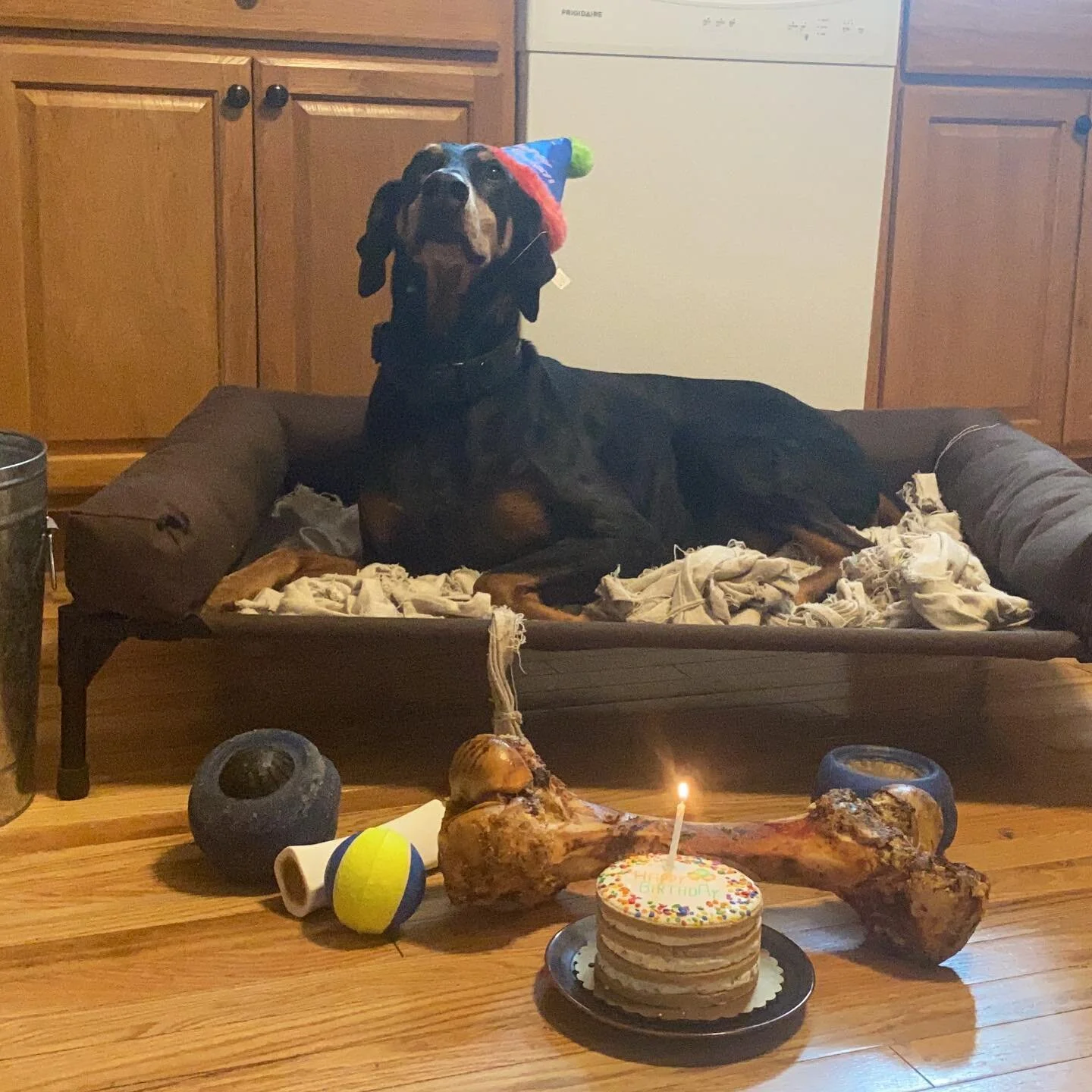 Happy 11th Birthday to the best guy, there&rsquo;s been nothing better then coming home to him all these years. 

He says &ldquo;murrrrrrrrr&rdquo; to everyone that&rsquo;s sent birthday wishes. Peep the last pics for him at 3 months old.

#dobermans