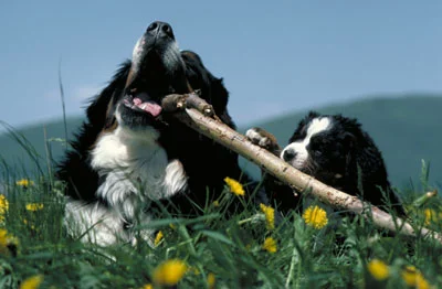 berner.jpeg