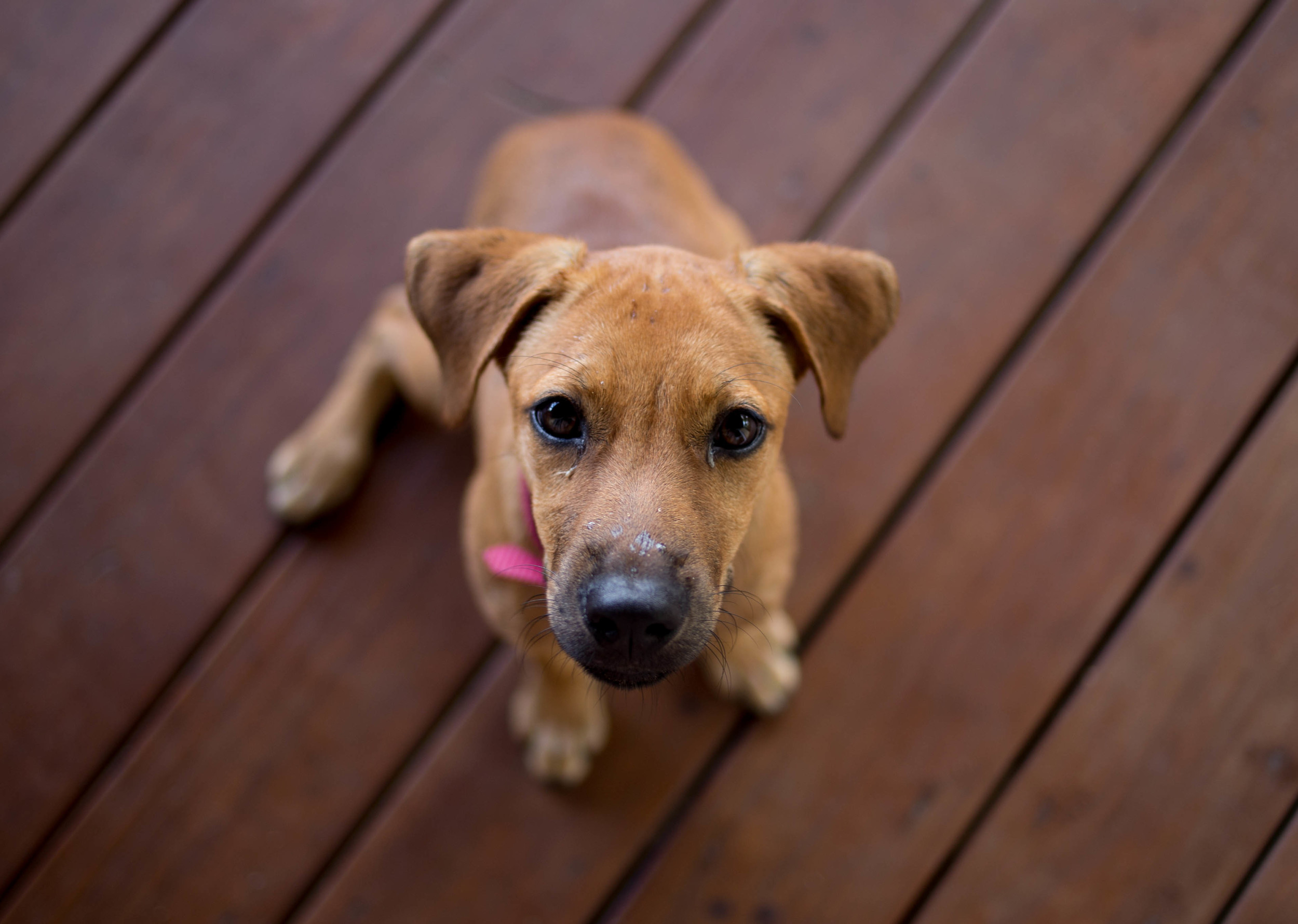 Canela