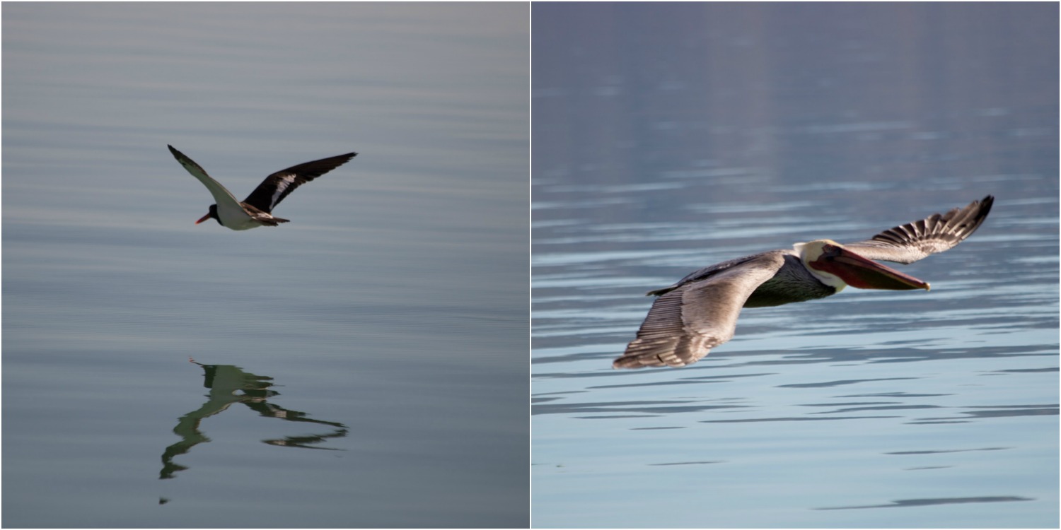 birds 4.jpg