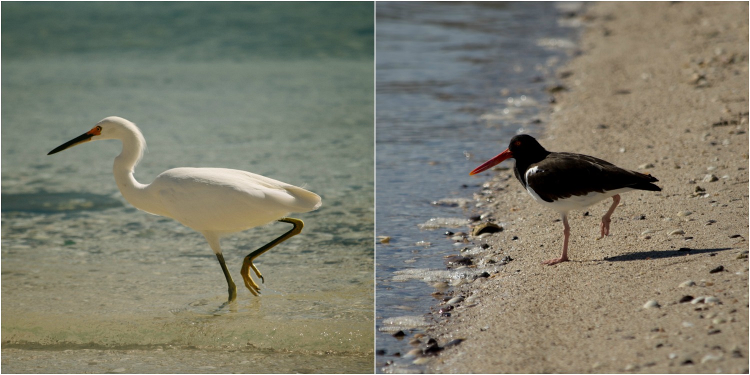 birds 3.jpg