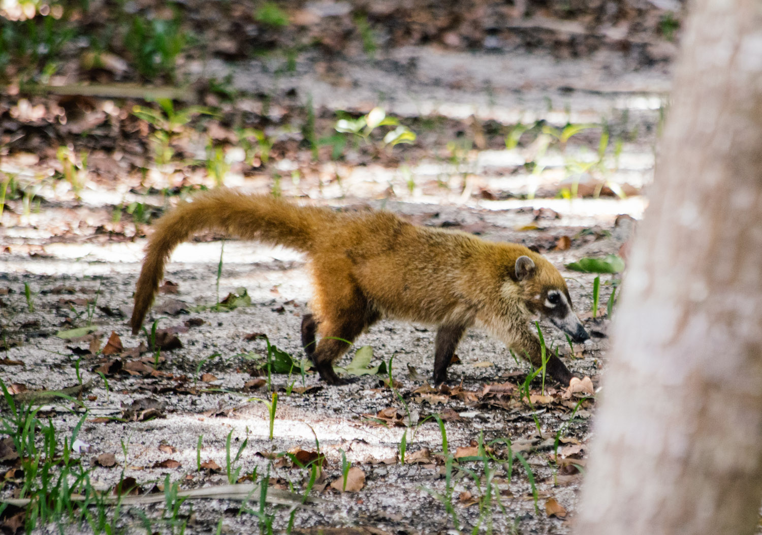 Coati