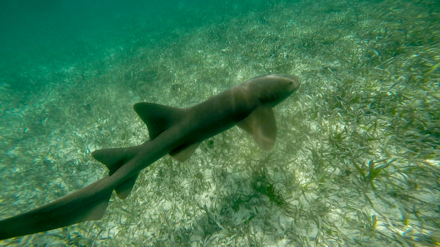 Snorkling Caye Caulker shark 5-2.jpg