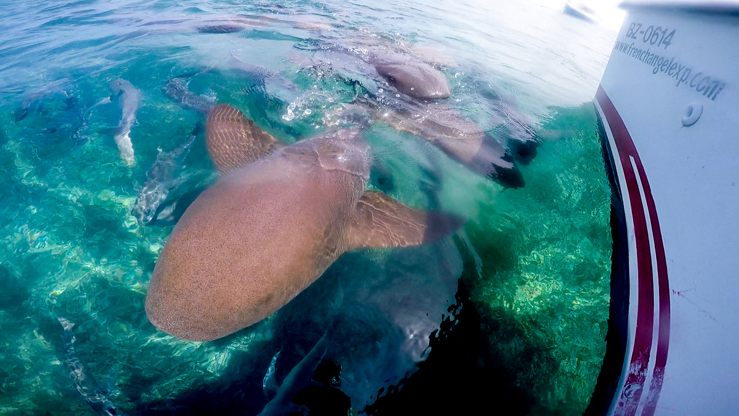 Snorkling Caye Caulker shark-2.jpg