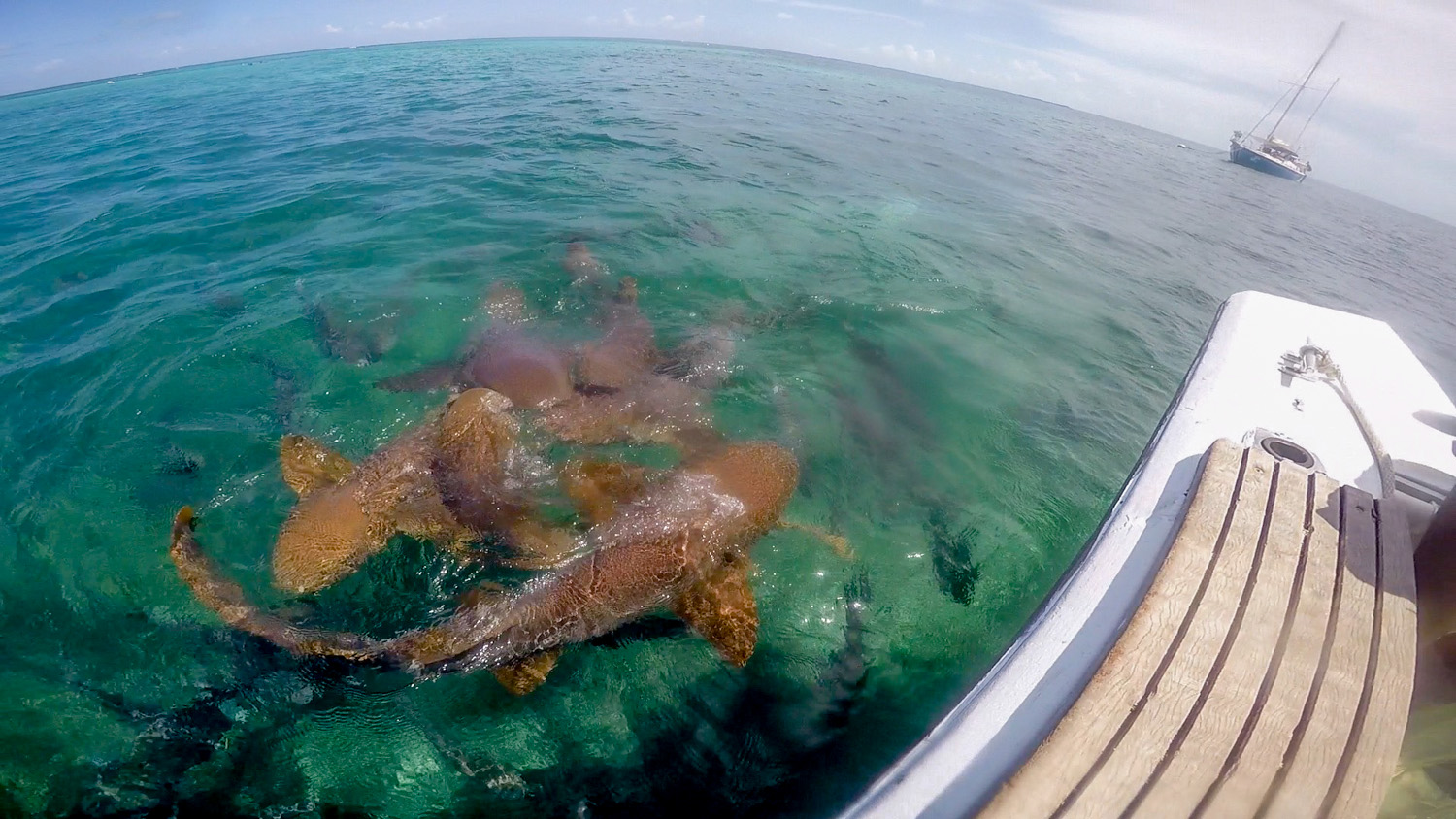  Nurse Sharks 