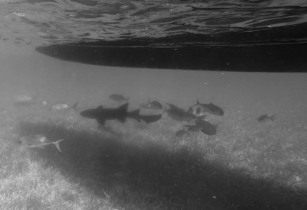 Snorkling Caye Caulker shark under boat-2.jpg