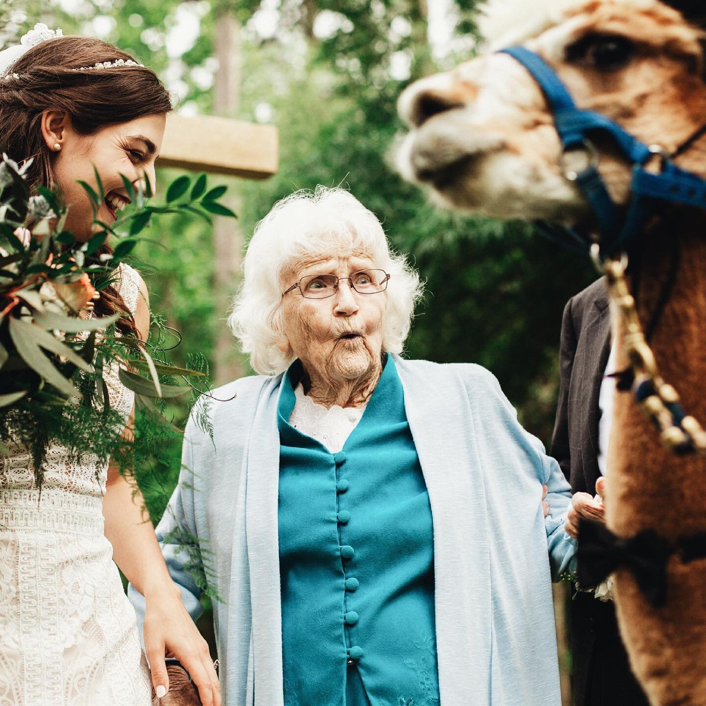 Favorite moment of the day was when grandma realized there was an alpaca at the wedding 🦙