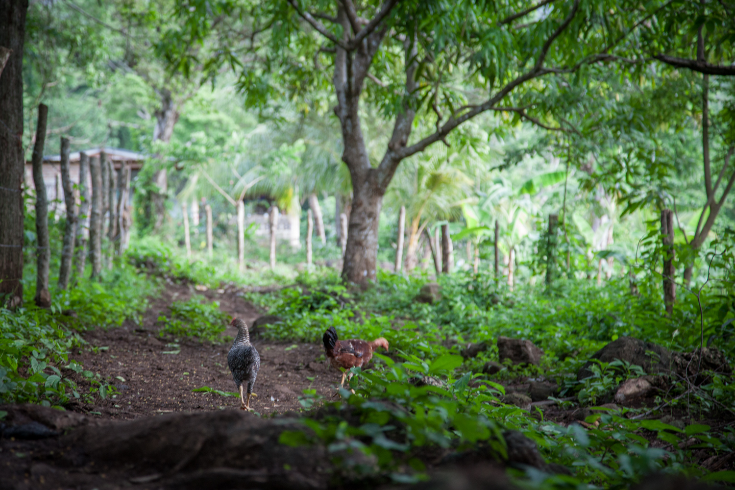 ometepe-9499.jpg