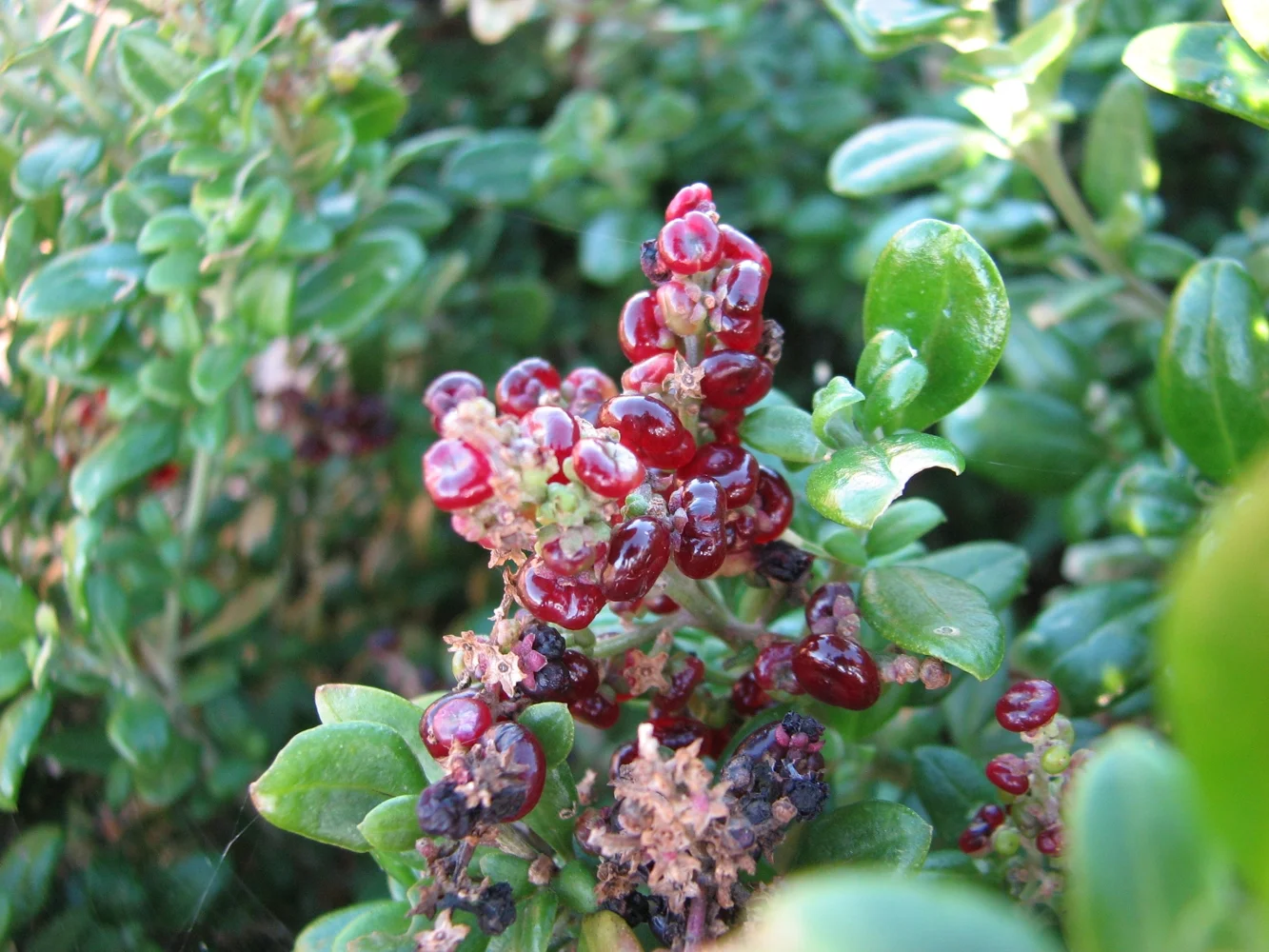 Rhagodia nutans