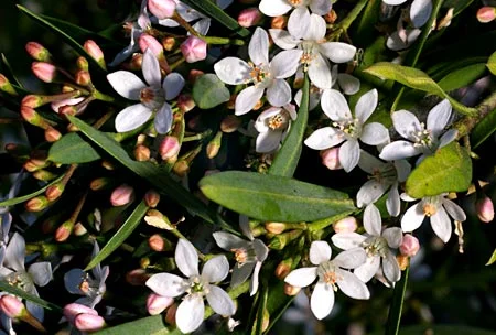Eriostemon myoporoides