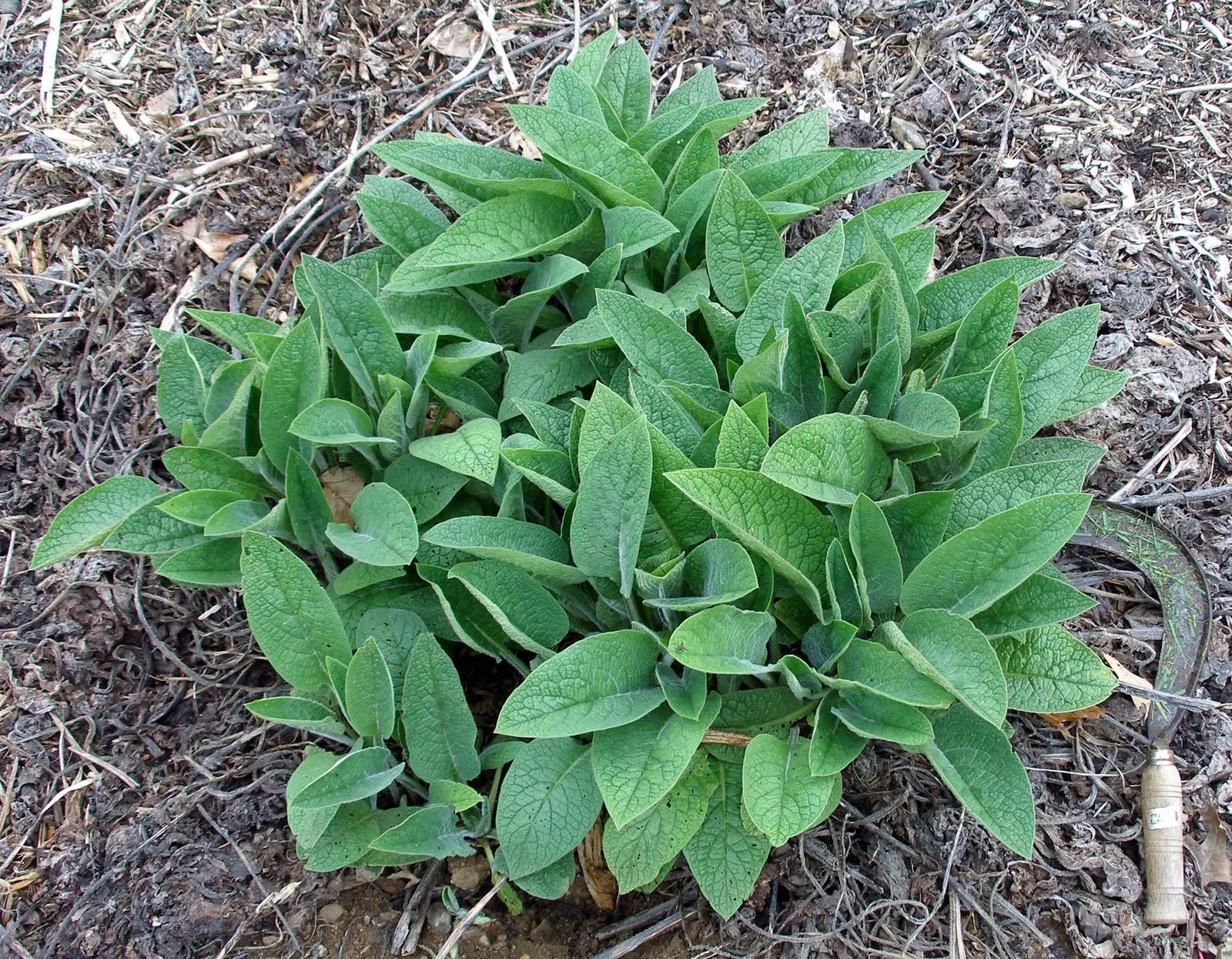 comfrey relo2.jpg