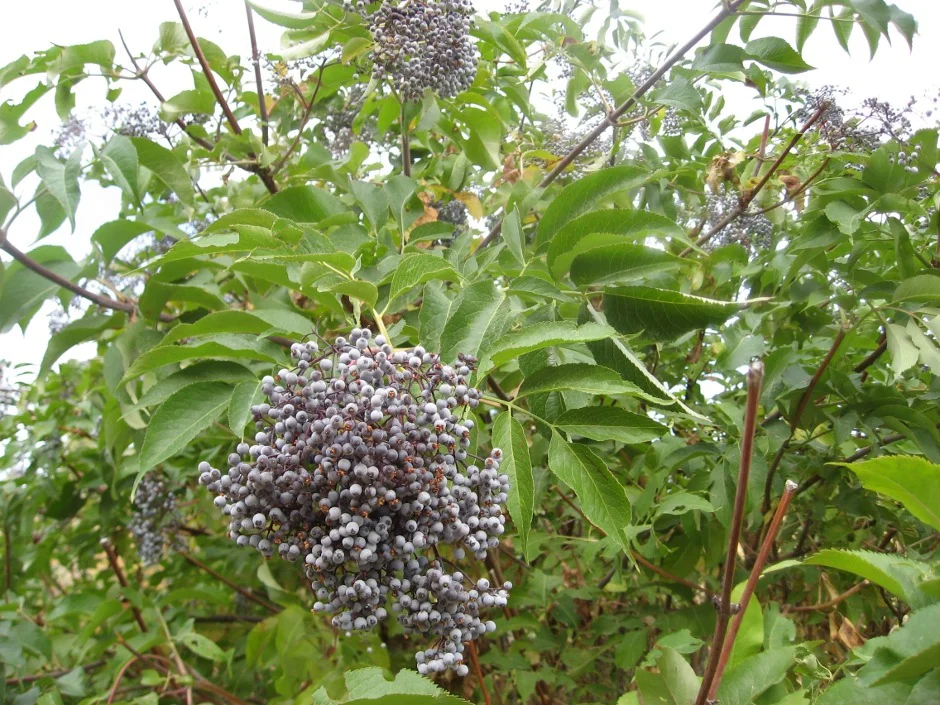 Wild-Elderberry.jpg