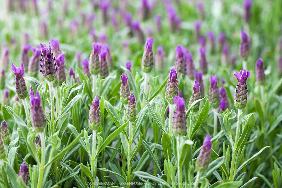 Lavender-LB1105-0042.jpg