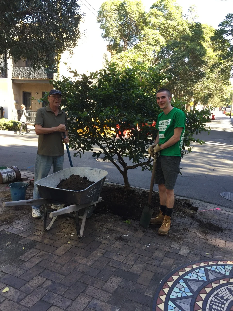 Warwick and Eamonn digging out the Tahitian Lime ready for transplanting.