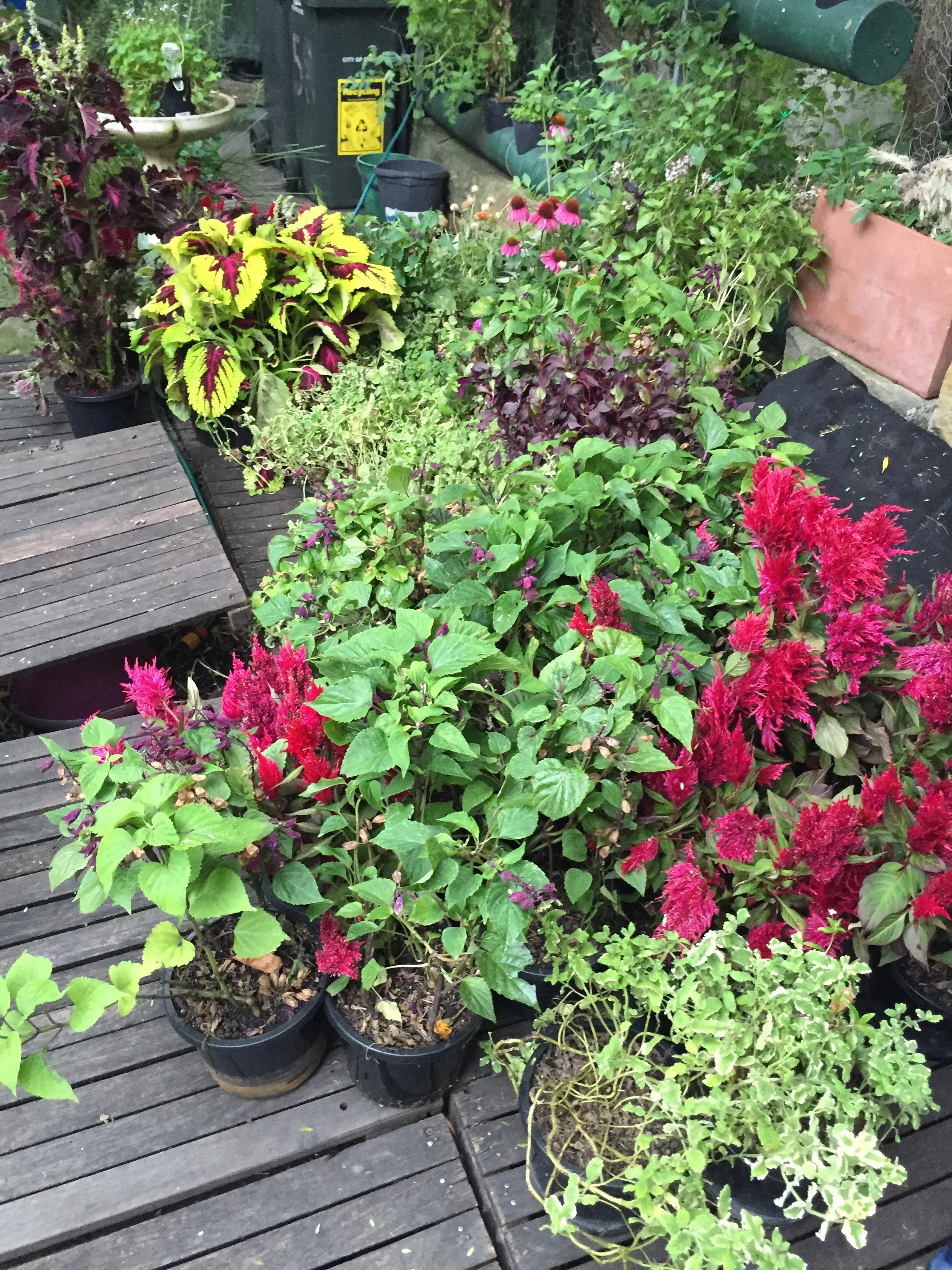 Plants kindly donated by the council
