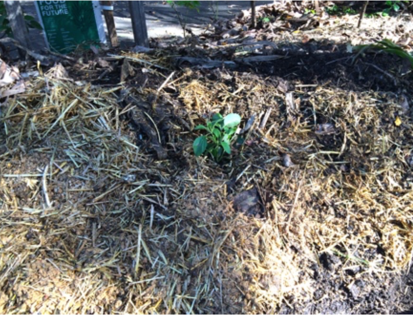 Mulch keeps the soil moist and prevents weeds.