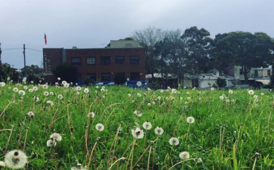 Dandelion, photo took in Redfern, NSW