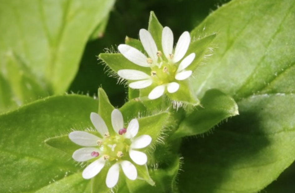 Chickweed and its flower