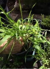 Remove the weeds