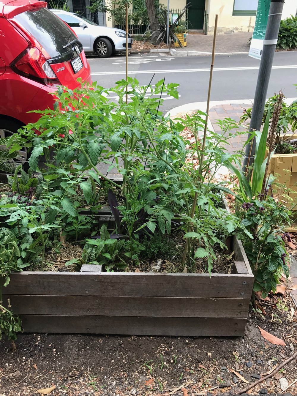 Transplanted Tomato Plants into Garden Beds