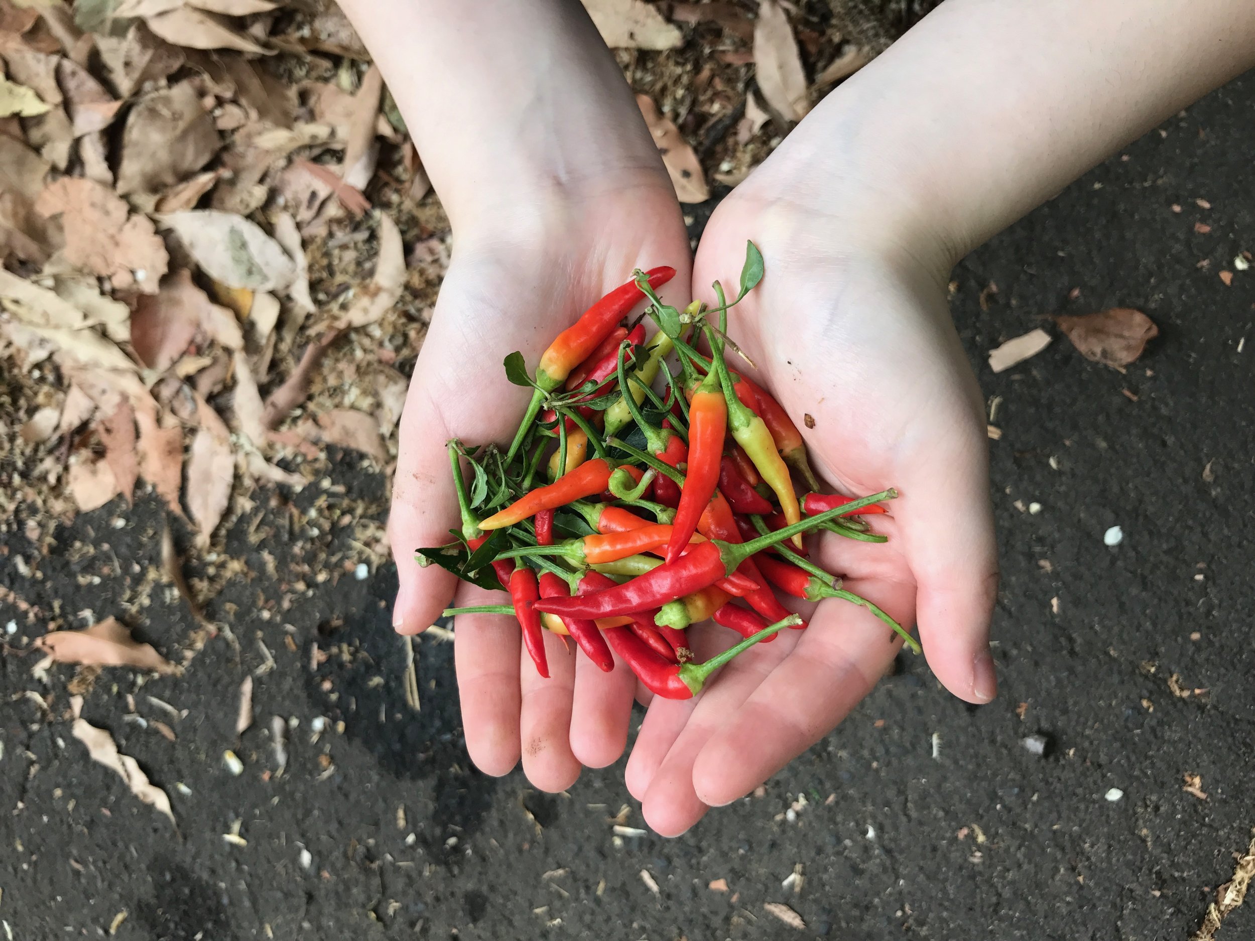 Harvesting Chili Peppers