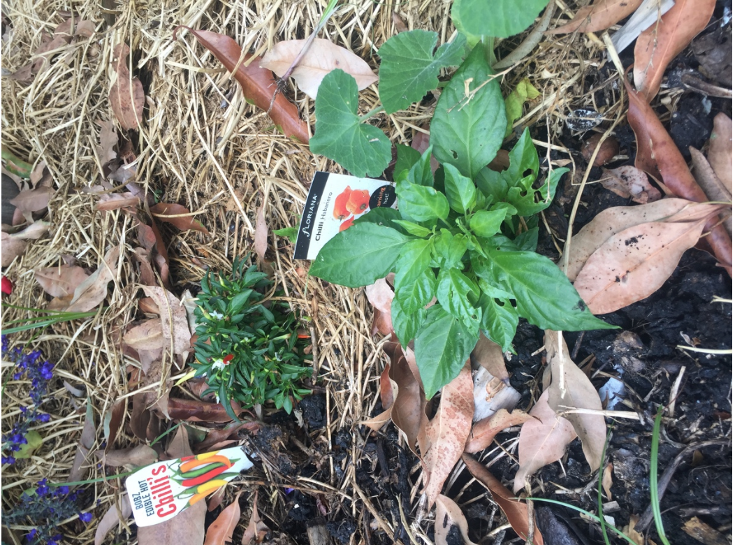 • Chilli plants purchased from entry fees & planted by volunteers on national Australia Sustainable House day, 17 September 2017 – ready for picking now by anyone, corner Pine & Myrtle
