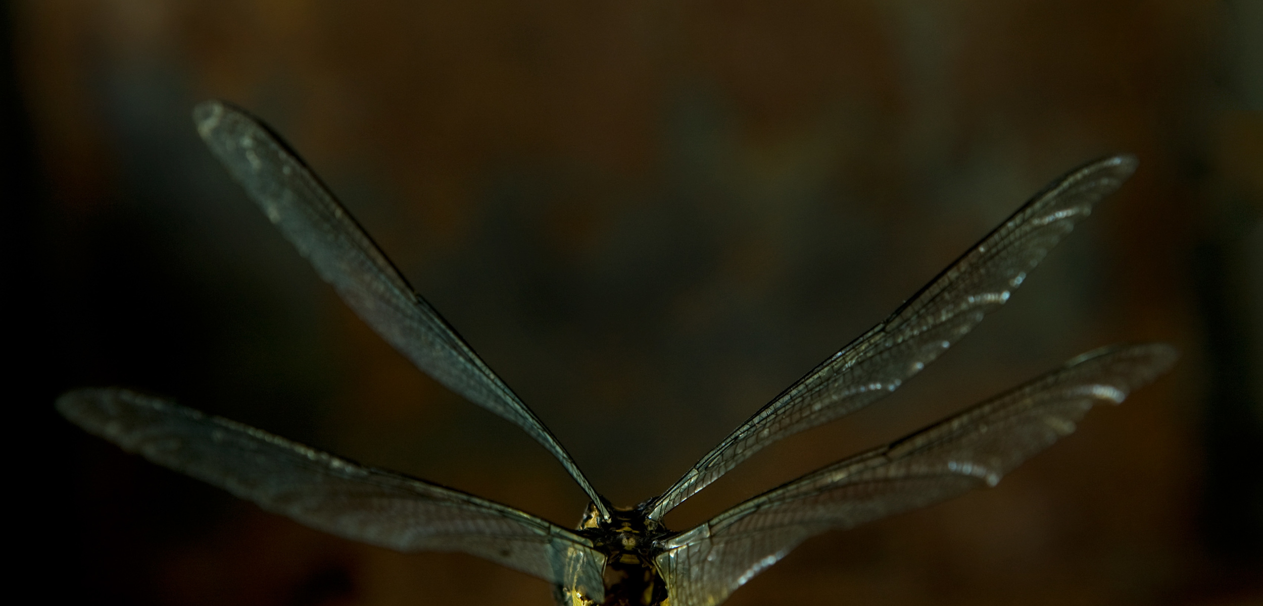 dragonfly.wabisabi.jpg