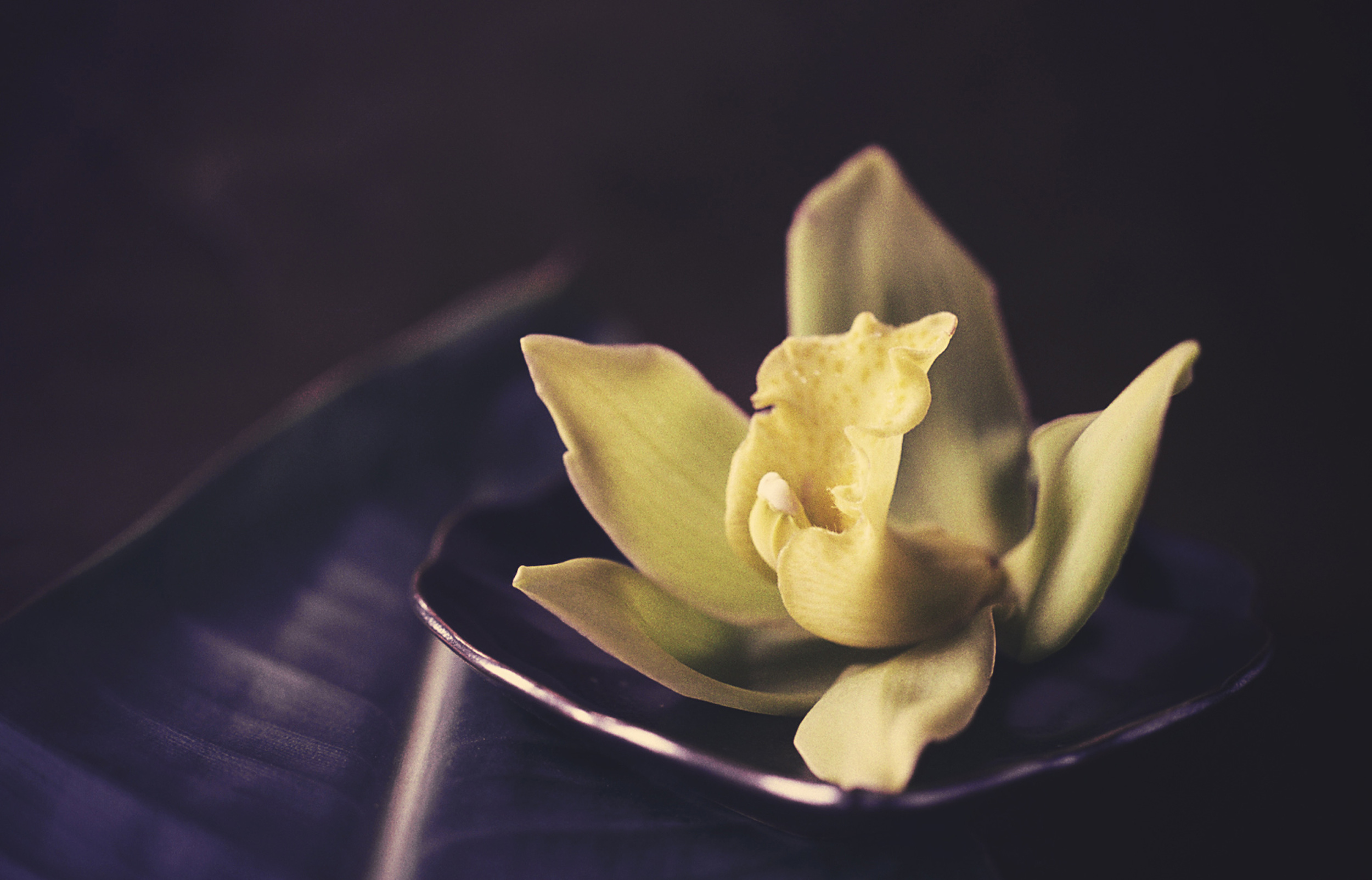 orchid.kodachrome.jpg