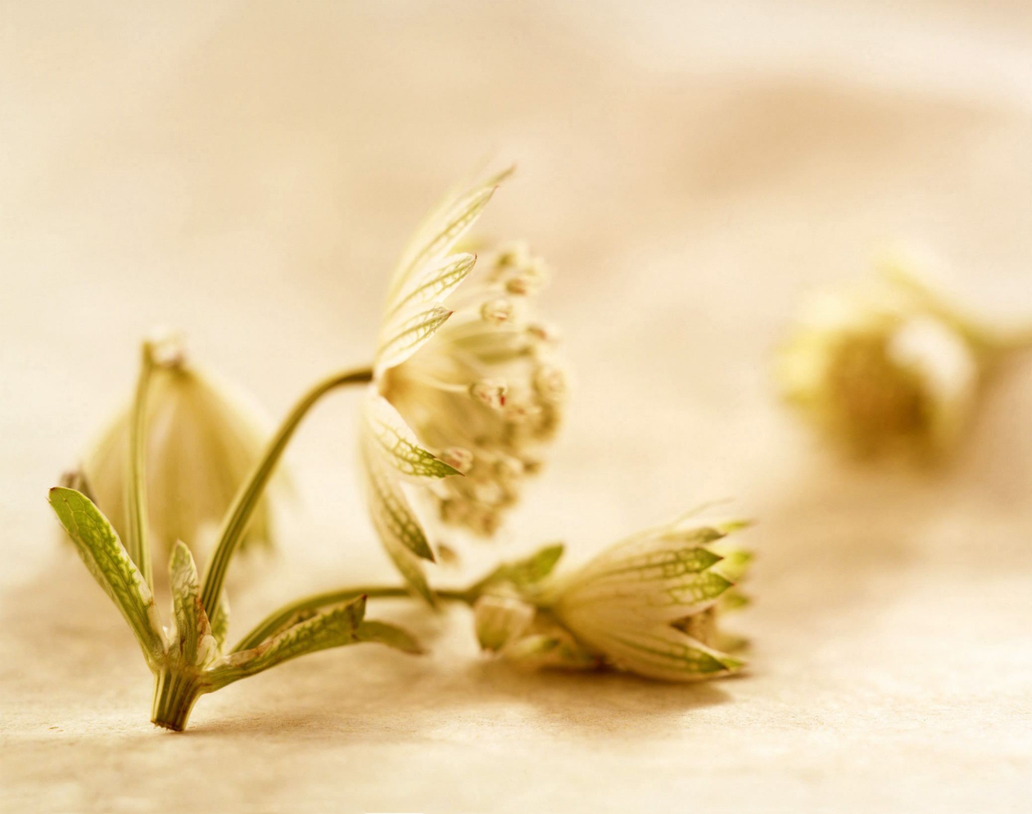 scabiosa.jpg