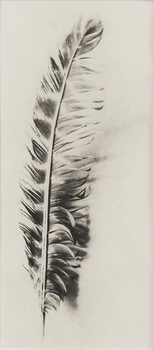 WildTurkeyPrimaryFeather.jpg