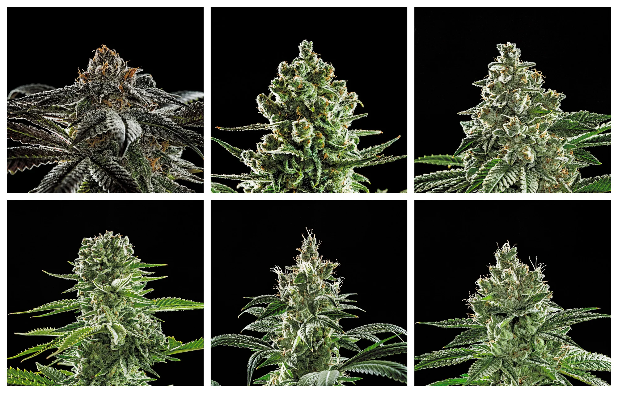 Colorado's finest.