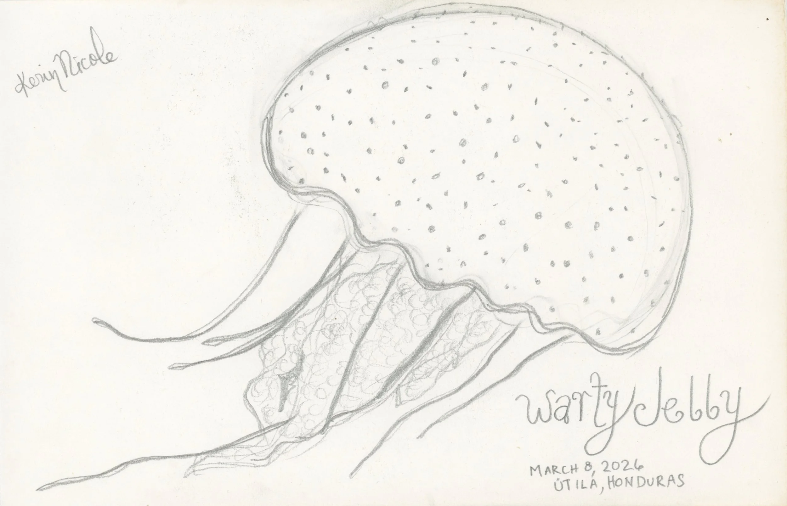 Warty Jelly