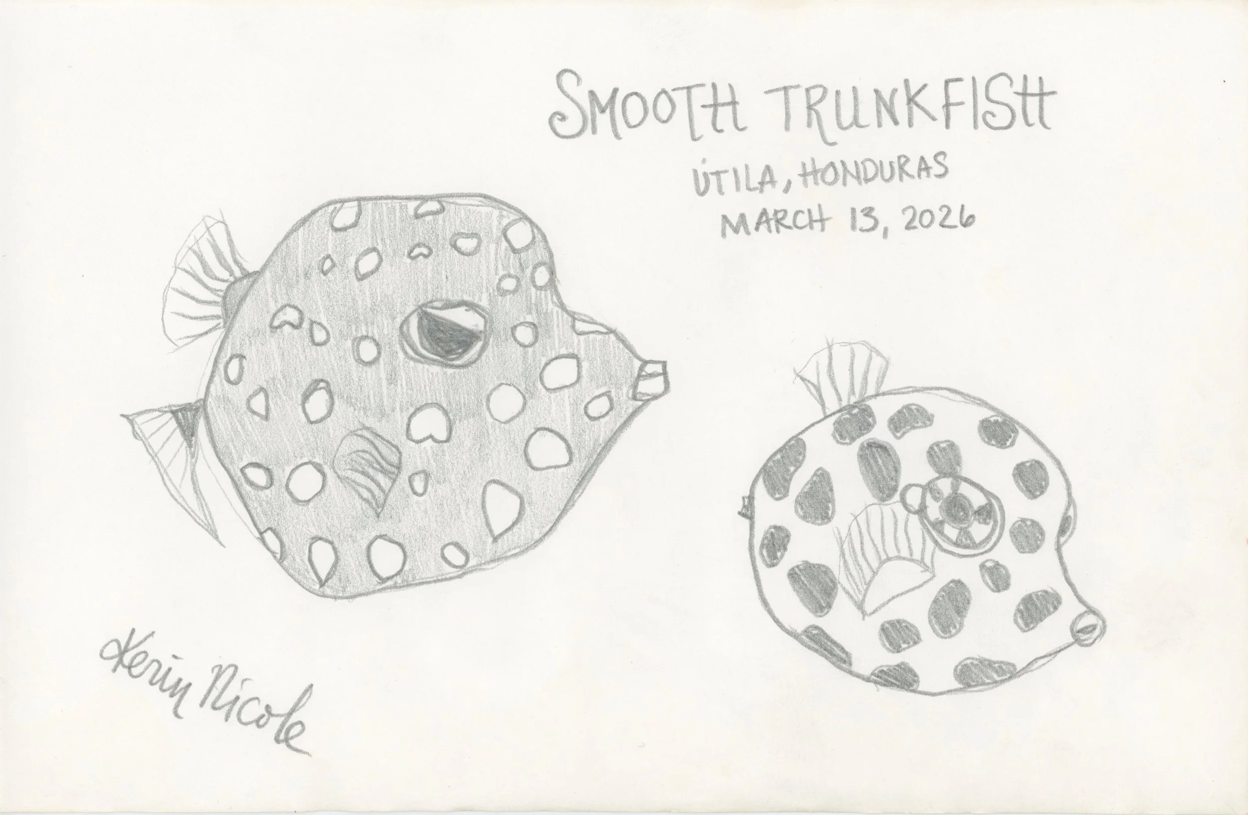 Smooth Trunkfish