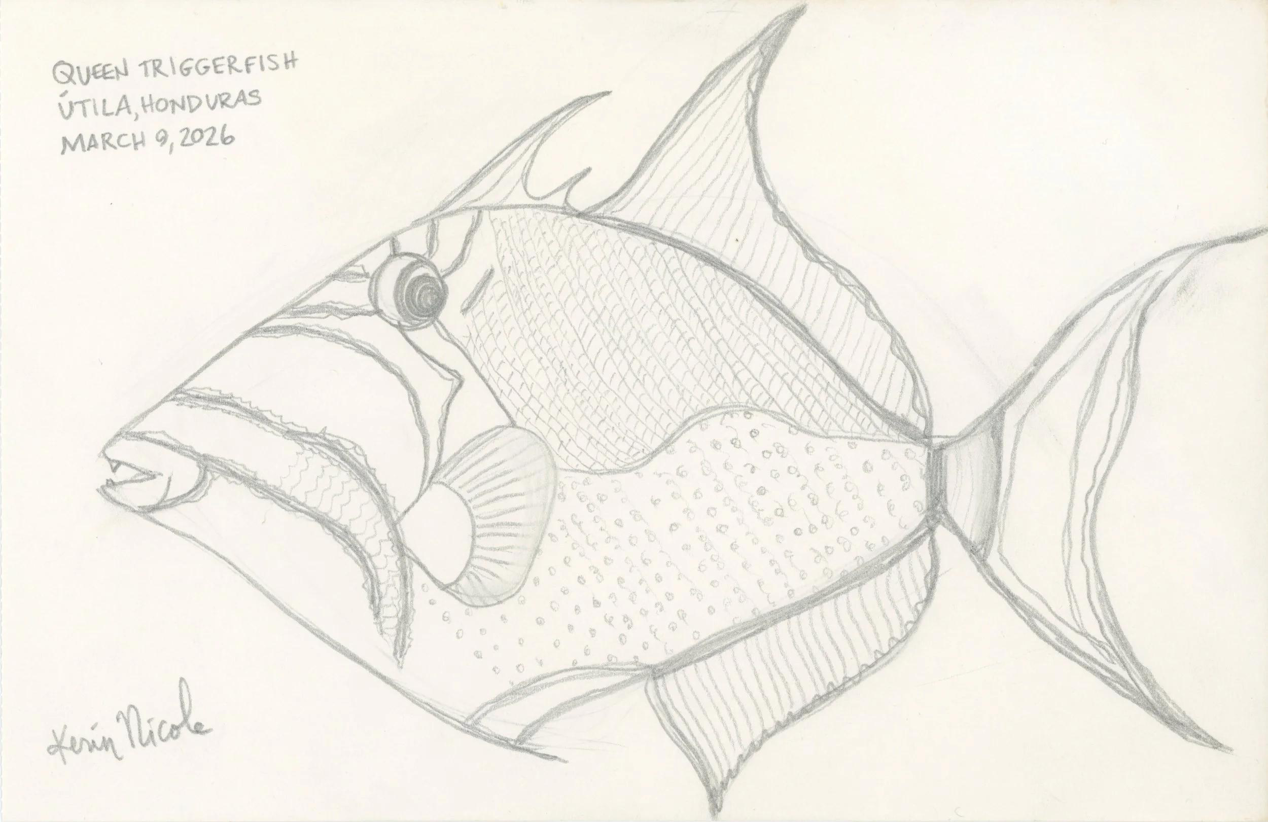 Queen Triggerfish