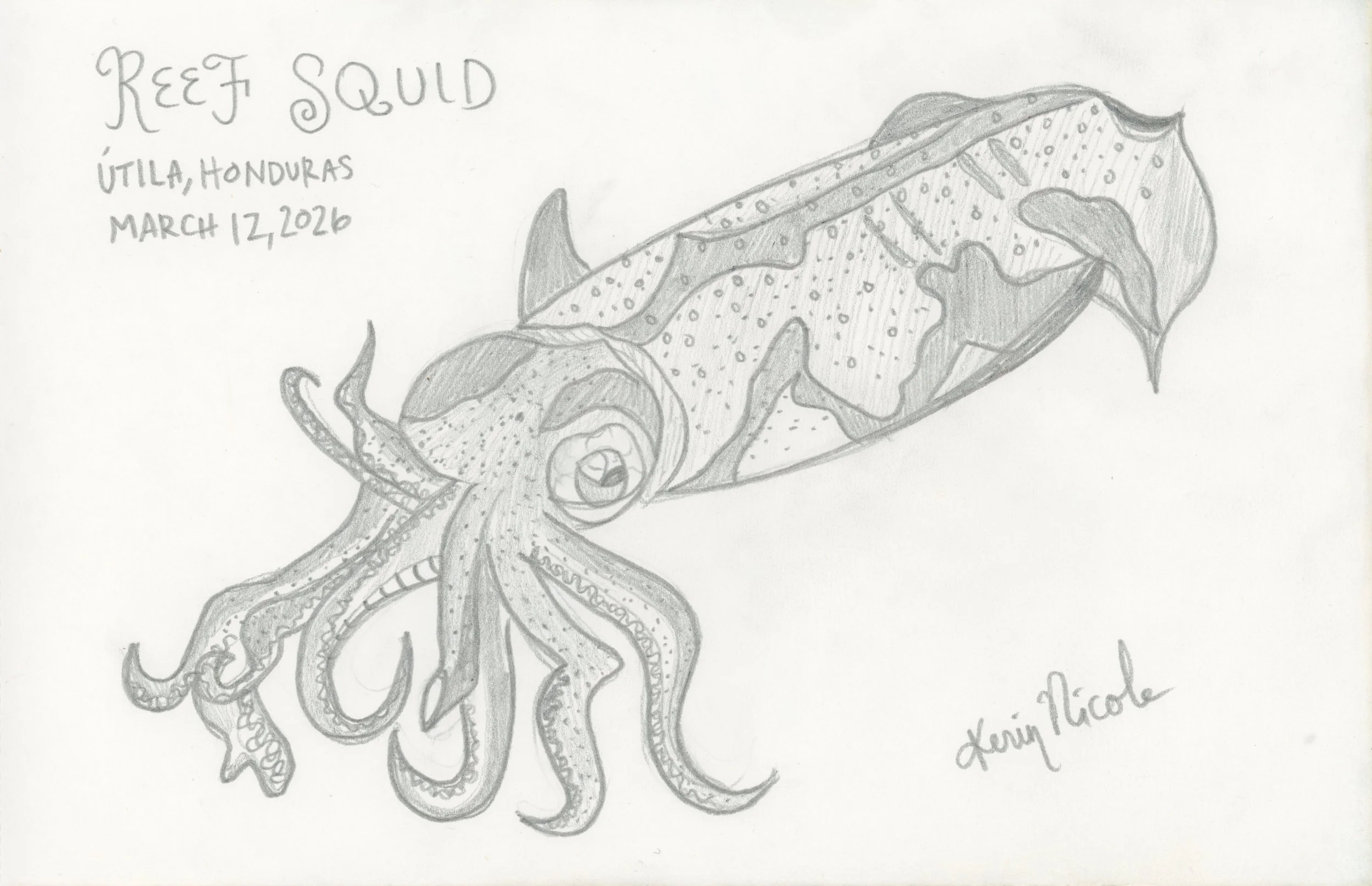 Reef Squid