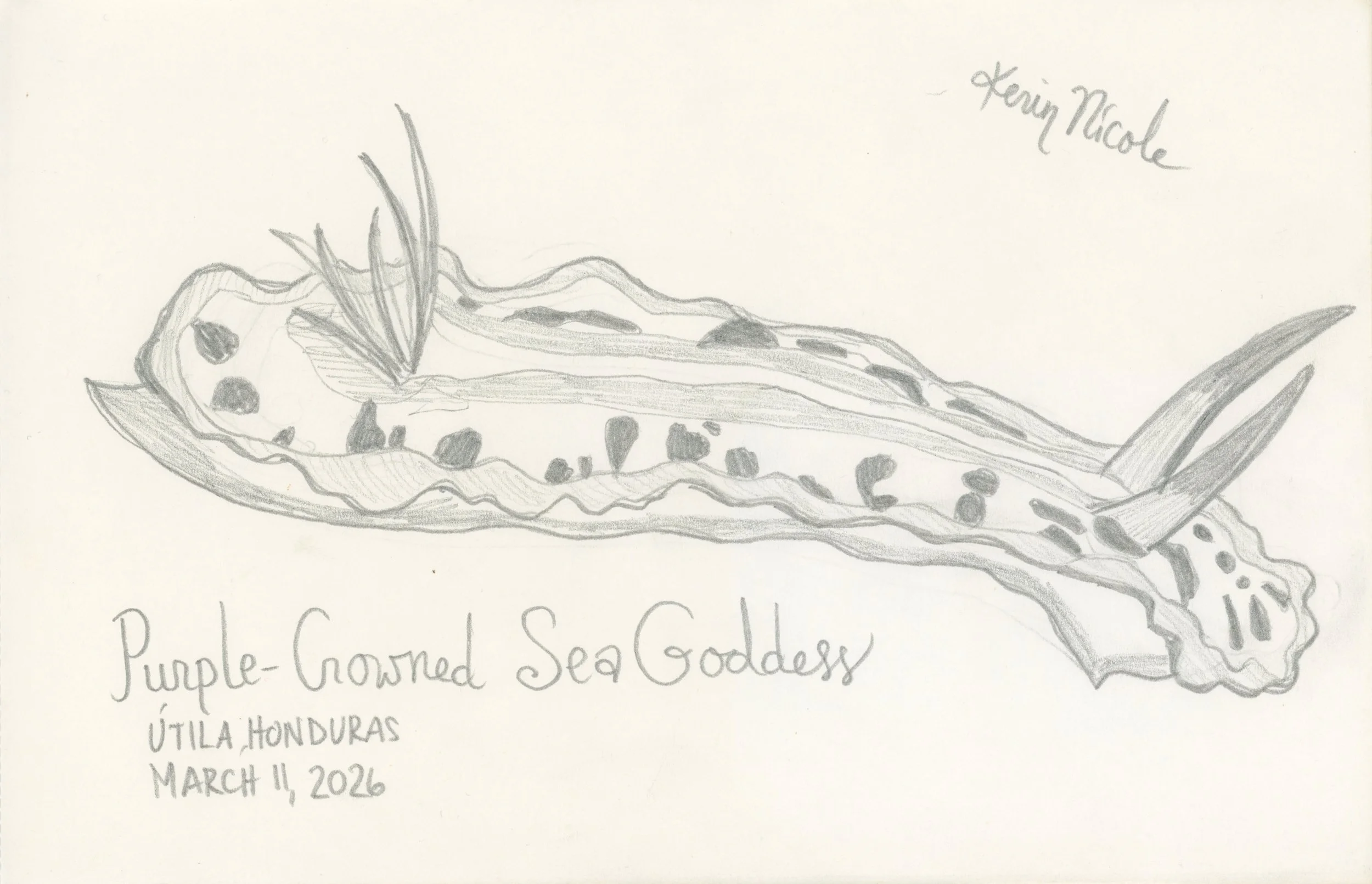 Purple-Crowned Sea Goddess