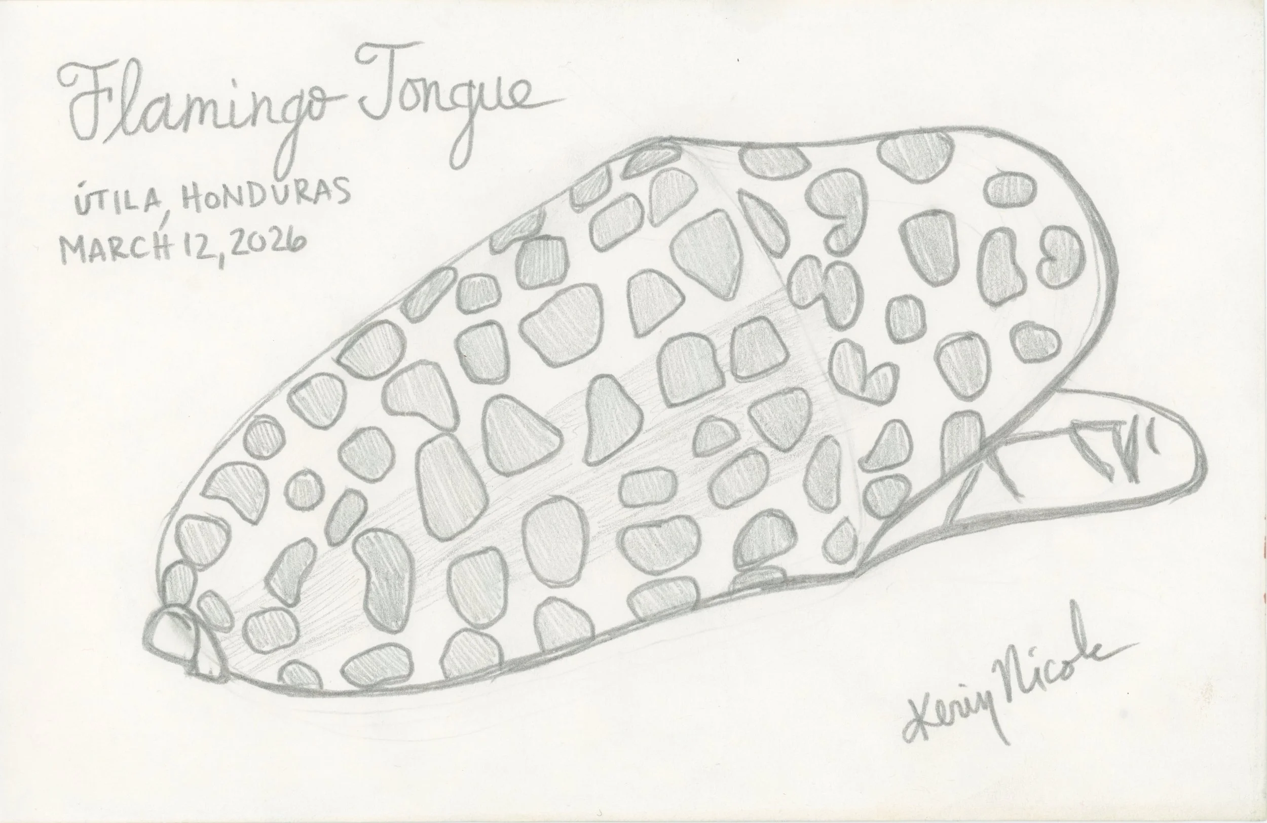 Flamingo Tongue