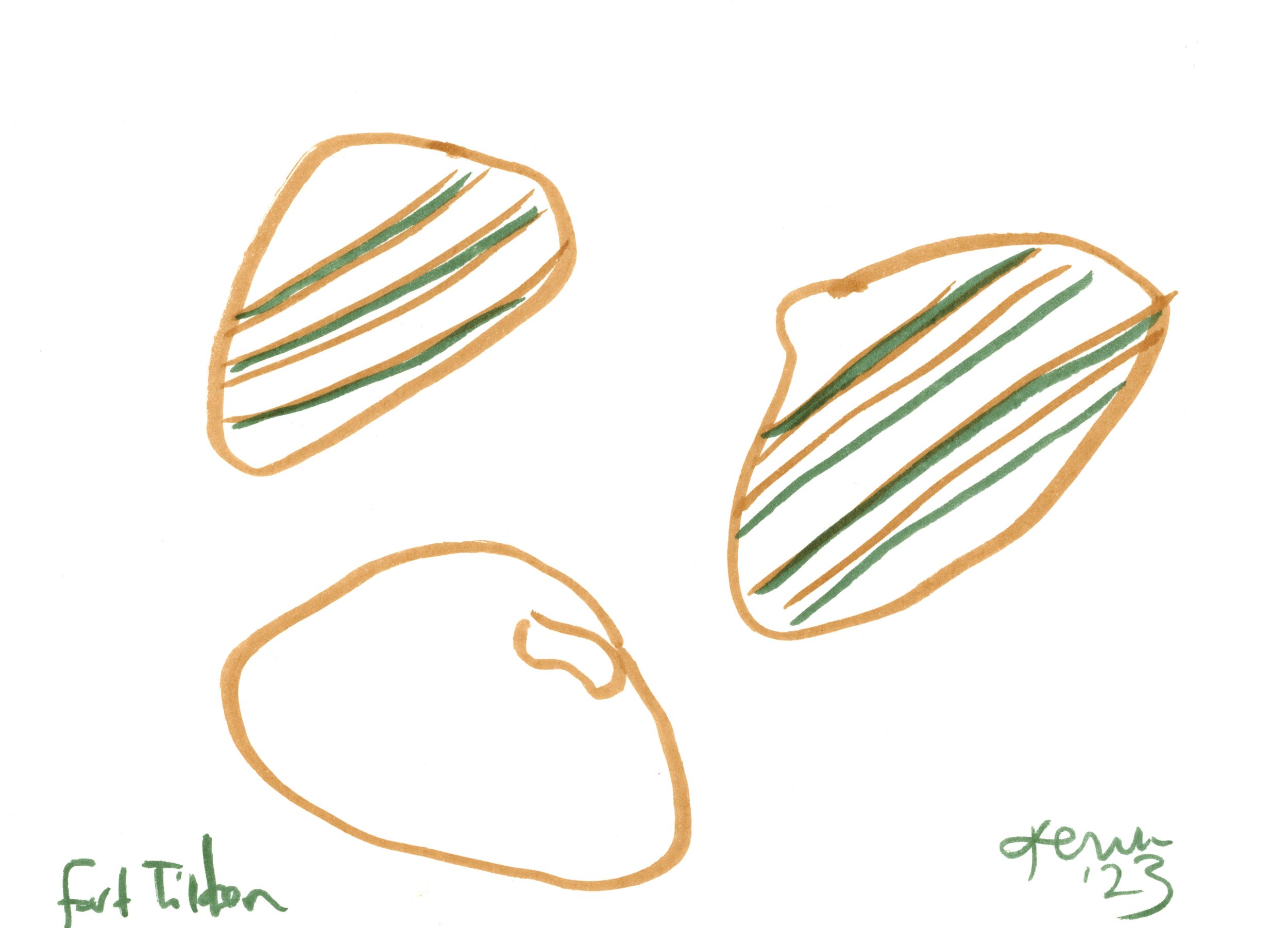 Fort Tilden Seashells