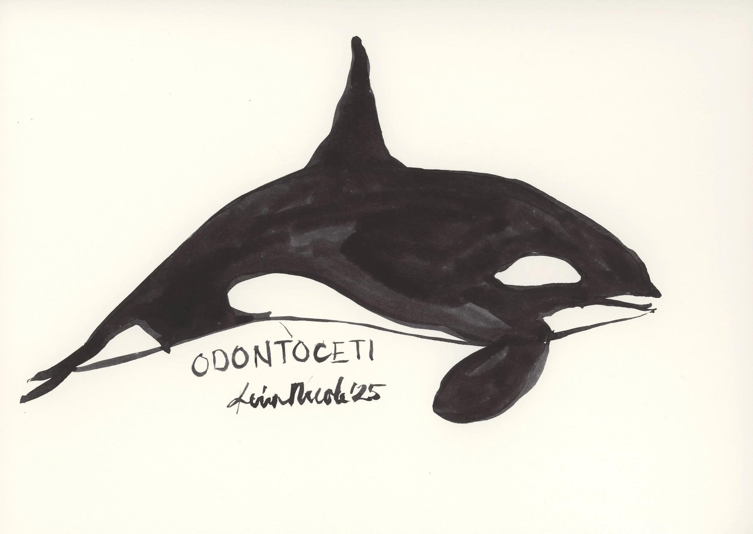 Odontoceti