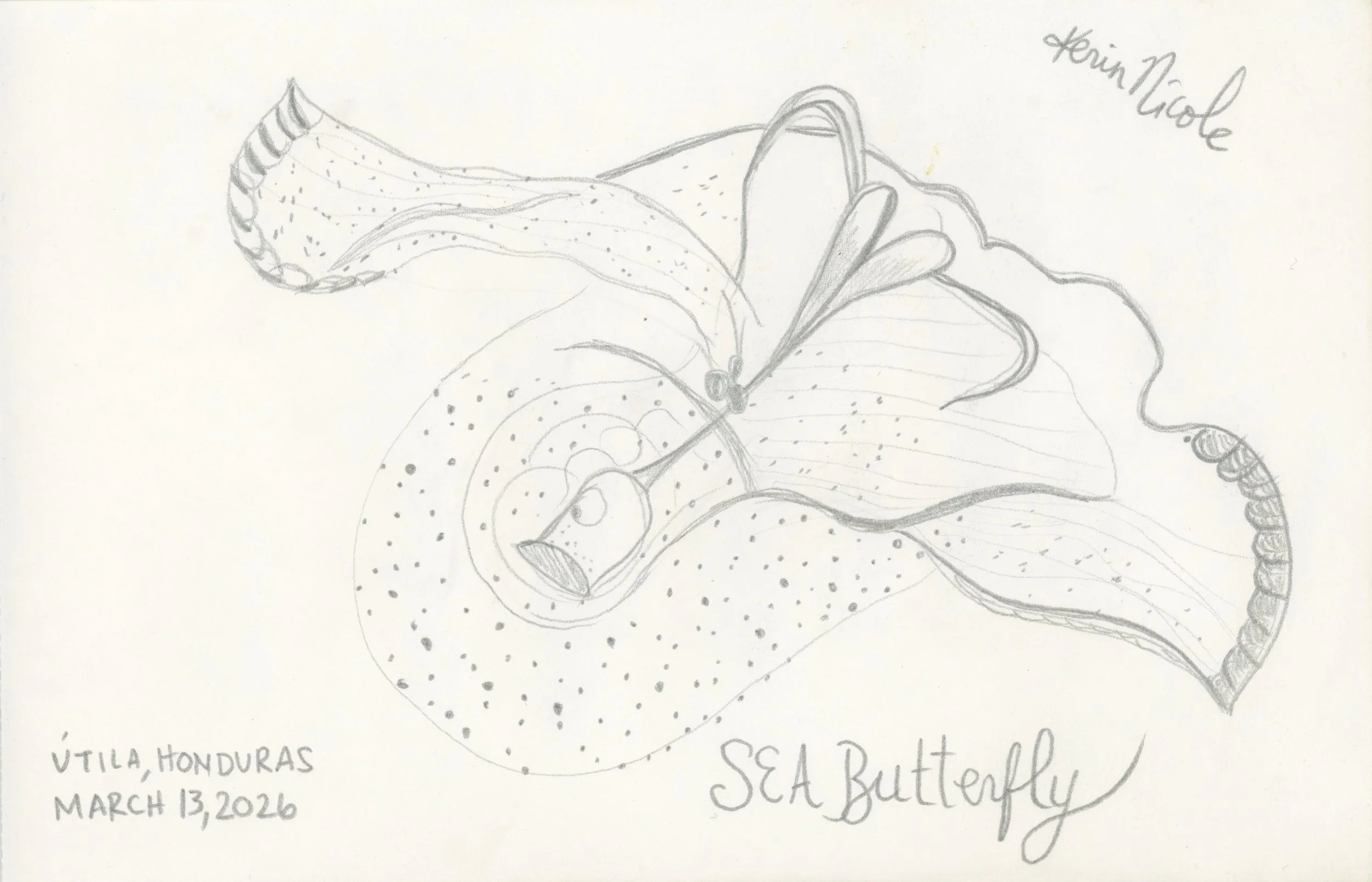 Sea Butterfly