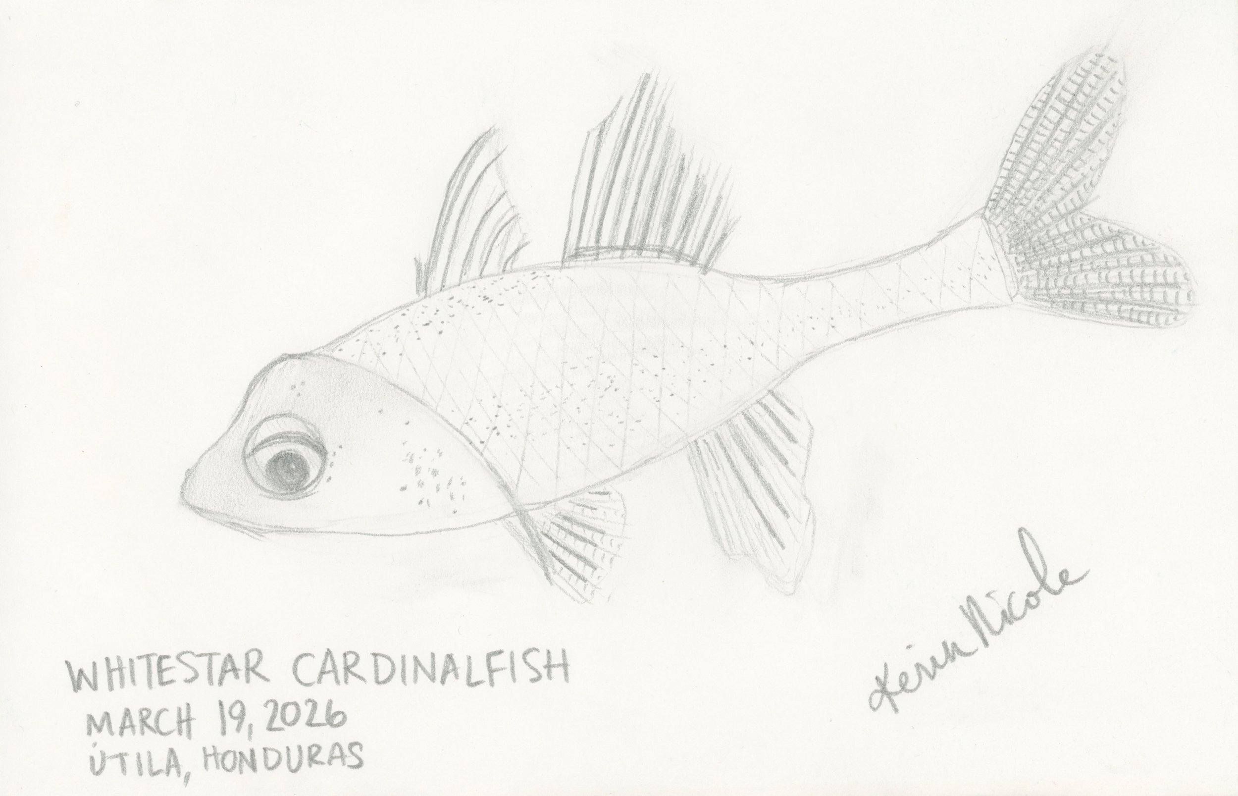 Whitestar Cardinalfish